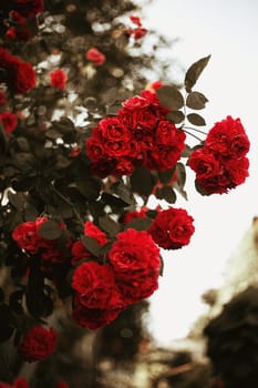 Rose flowers in full bloom on a bush