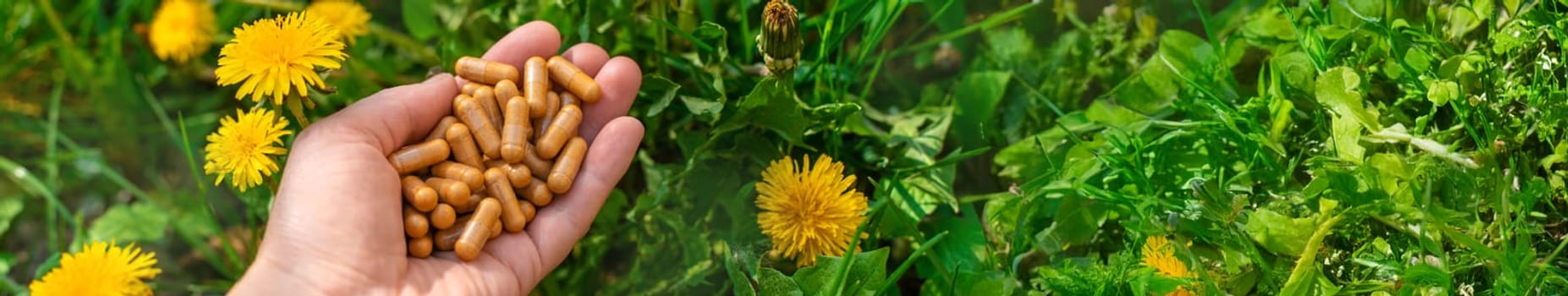 Dandelion extract and homeopathic supplements. Selective focus. nature.