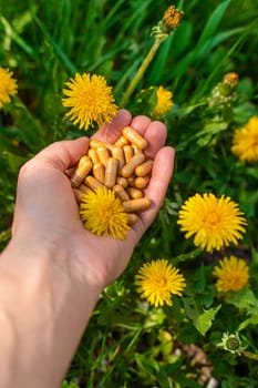Dandelion extract and homeopathic supplements. Selective focus. nature.