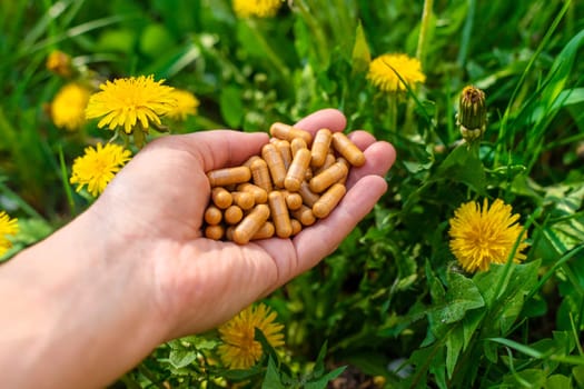Dandelion extract and homeopathic supplements. Selective focus. nature.