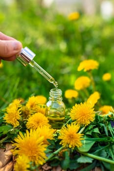 Dandelion extract and homeopathic supplements. Selective focus. nature.