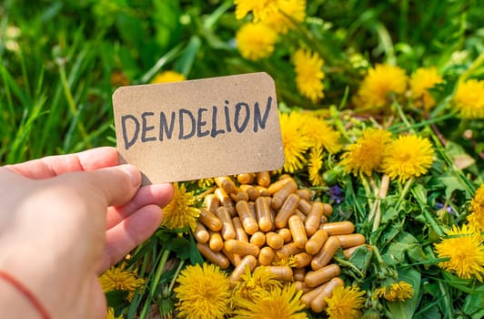 Dandelion extract and homeopathic supplements. Selective focus. nature.