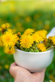 Dandelion extract and homeopathic supplements. Selective focus. nature.