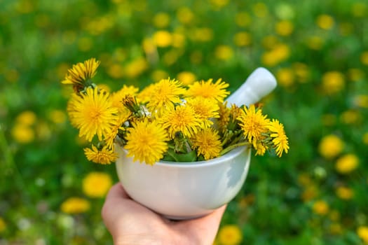 Dandelion extract and homeopathic supplements. Selective focus. nature.