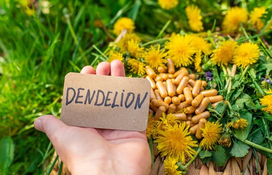 Dandelion extract and homeopathic supplements. Selective focus. nature.