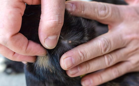 tick on a cat. Selective focus. animal.