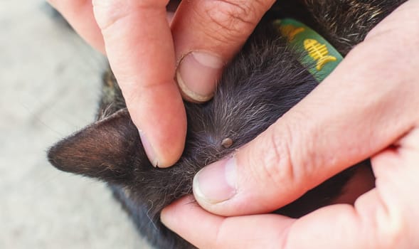 tick on a cat. Selective focus. animal.