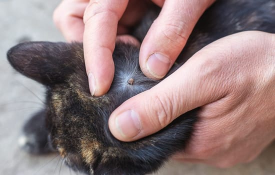 tick on a cat. Selective focus. animal.
