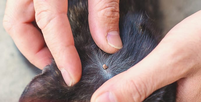 tick on a cat. Selective focus. animal.