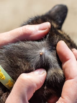 tick on a cat. Selective focus. animal.