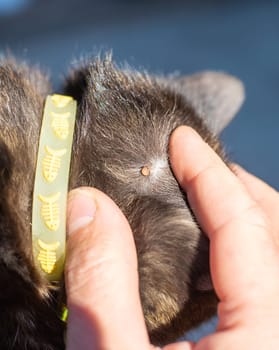 tick on a cat. Selective focus. animal.