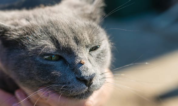 tick on a cat. Selective focus. animal.