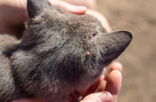 tick on a cat. Selective focus. animal.