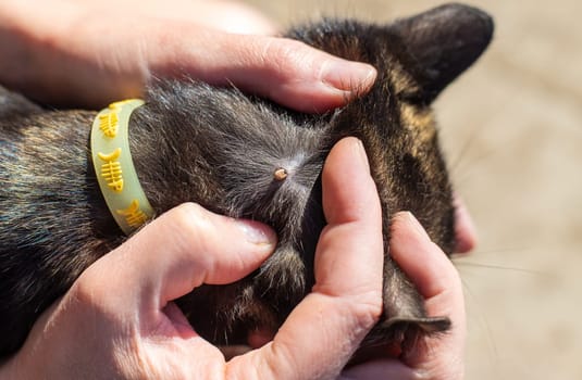 tick on a cat. Selective focus. animal.