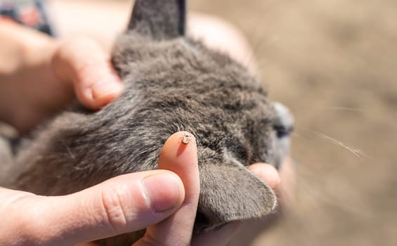 tick on a cat. Selective focus. animal.