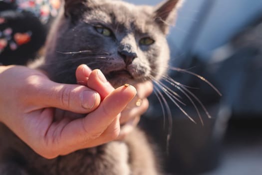 tick on a cat. Selective focus. animal.