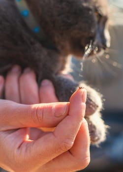 tick on a cat. Selective focus. animal.