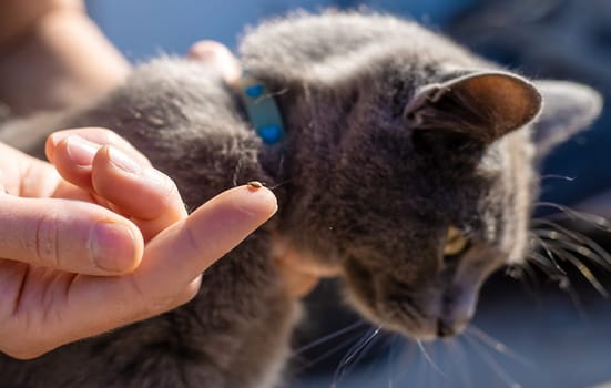 tick on a cat. Selective focus. animal.