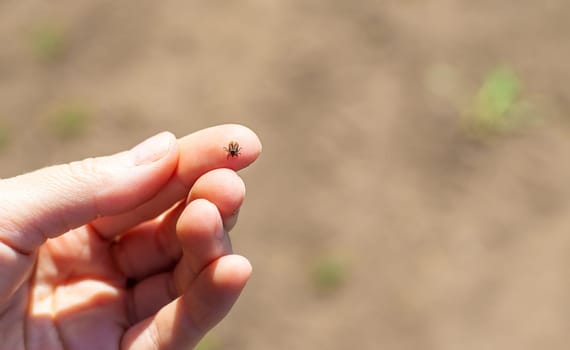 tick on a human hand. Selective focus. nature.