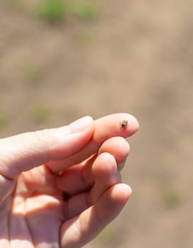 tick on a human hand. Selective focus. nature.
