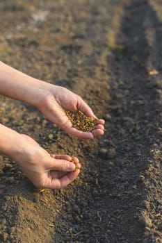 sowing beets in the garden. Selective focus. nature.