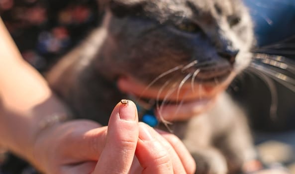 tick on a cat. Selective focus. animal.