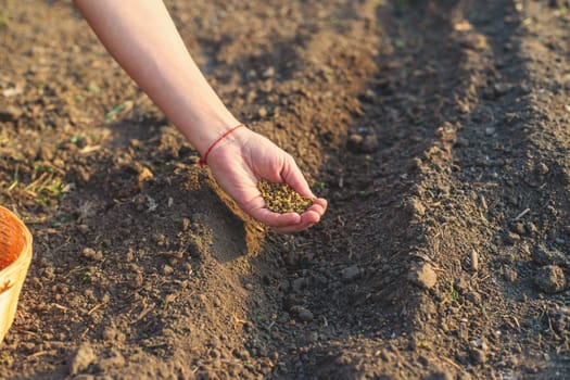 sowing beets in the garden. Selective focus. nature.