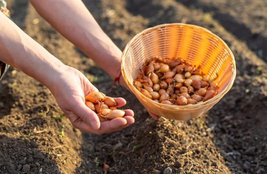 planting onions in the garden. Selective focus. nature.