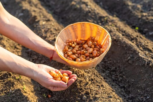 planting onions in the garden. Selective focus. nature.