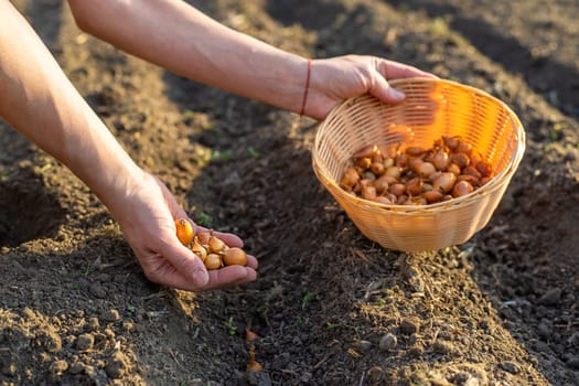 planting onions in the garden. Selective focus. nature.