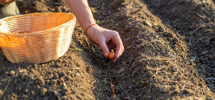 planting onions in the garden. Selective focus. nature.