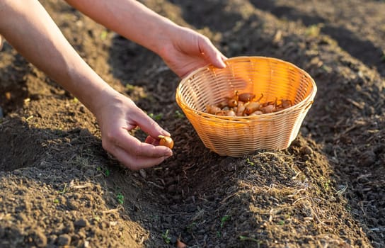 planting onions in the garden. Selective focus. nature.