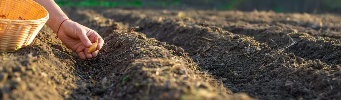 planting onions in the garden. Selective focus. nature.