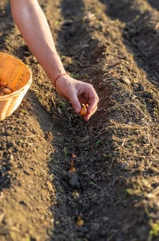 planting onions in the garden. Selective focus. nature.