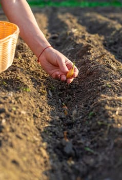 planting onions in the garden. Selective focus. nature.