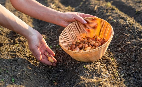 planting onions in the garden. Selective focus. nature.