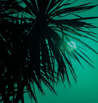 New Zealand cabbage tree in silhouette back-lit by morning sun