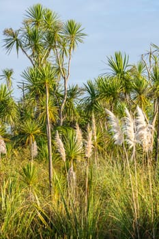 Wetland vegetation comprising New Zealand cabbage tree and pampas grass in vertical composition at Kaituna Wetland in Bay of Plenty New Zealand.