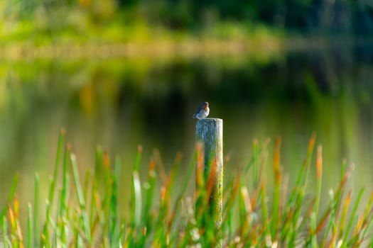 Welcome swallow on post in Kaituna Wetland.