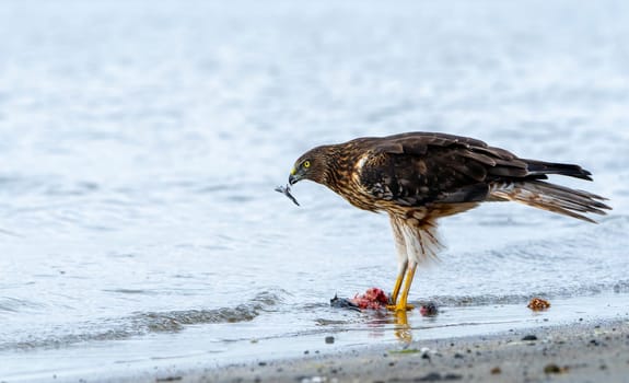 Australasian harrier or Circus approximans with recently caught prey at waters edge making a meal of it in Tauranga New Zealand.