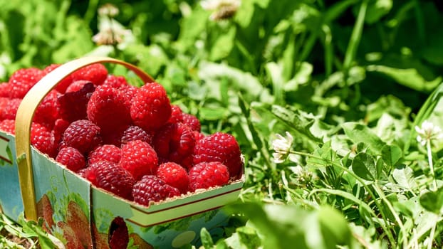 This image showcases a close-up of a beautifully arranged basket brimming with fresh, juicy raspberries. The vivid red of the berries contrasts beautifully with the lush green grass surrounding them.