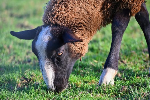 Sheep grazing in the field. Concept for animals and agriculture.