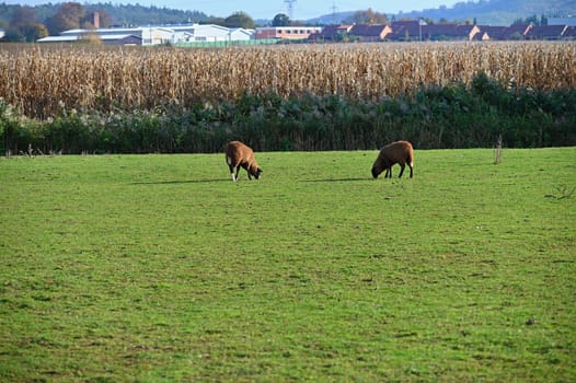 Sheep grazing in the field. Concept for animals and agriculture.