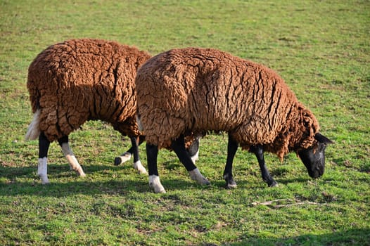 Sheep grazing in the field. Concept for animals and agriculture.