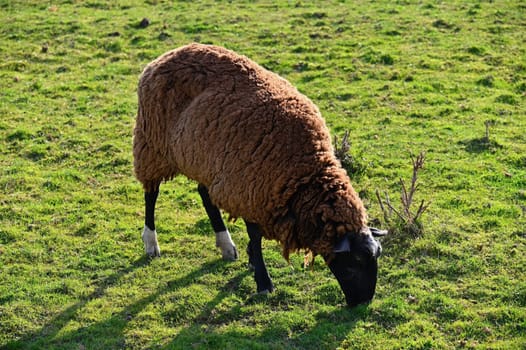Sheep grazing in the field. Concept for animals and agriculture.