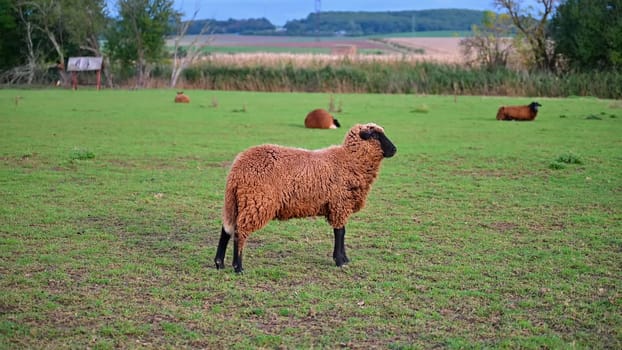 Sheep grazing in the field. Concept for animals and agriculture.