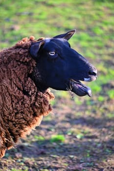 Sheep grazing in the field. Concept for animals and agriculture.