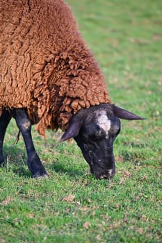 Sheep grazing in the field. Concept for animals and agriculture.