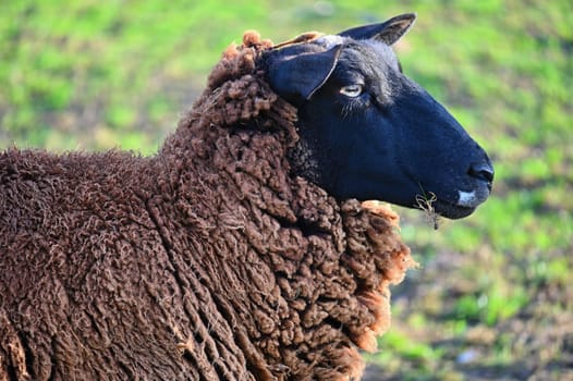 Sheep grazing in the field. Concept for animals and agriculture.