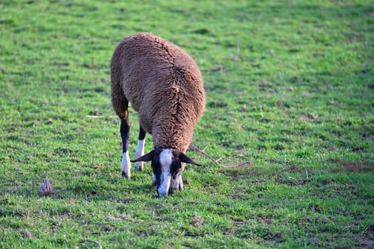 Sheep grazing in the field. Concept for animals and agriculture.